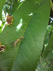 Mantispa aphavexelte