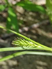 Carex secalina