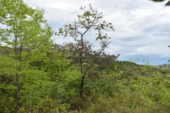 Curatella americana