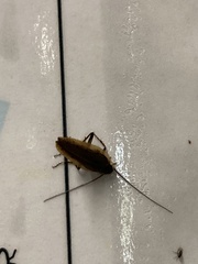 Ectobius vittiventris