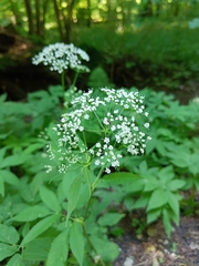 Aegopodium podagraria