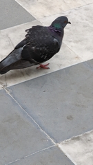Columba livia domestica