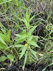 Lysimachia thyrsiflora