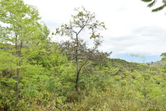 Curatella americana