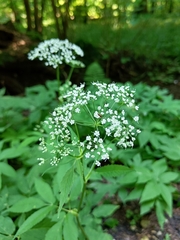 Aegopodium podagraria