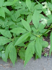 Aegopodium podagraria