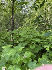 Geothlypis tolmiei