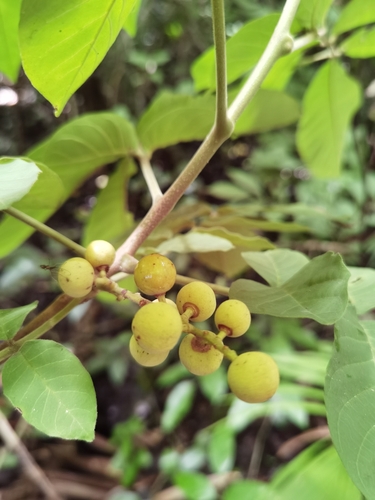Trichilia martiana (Trichilia martiana)
