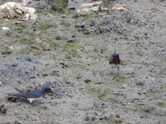 Hirundo rustica