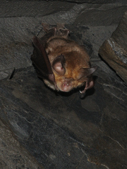 Rhinolophus euryale