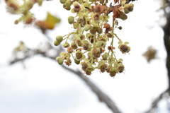 Curatella americana