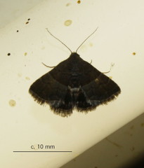Eublemma bolinia
