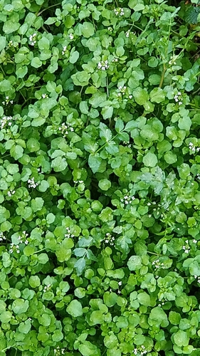 Yellowcress (Nasturtium × sterile)