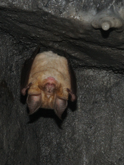 Rhinolophus euryale