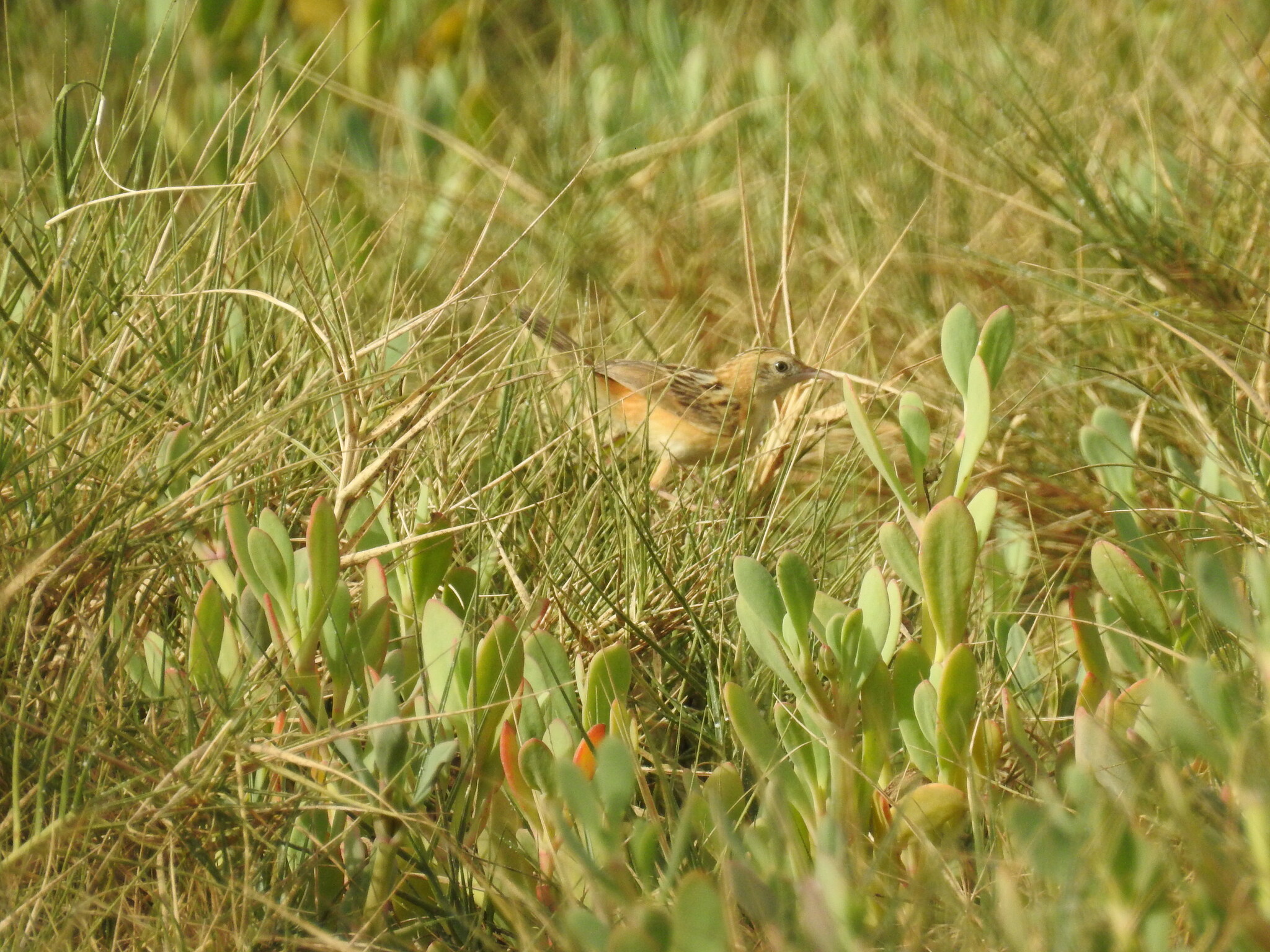 Black-backed Cisticola (Cisticola eximius), photo 1