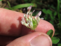 Trifolium pinetorum