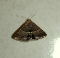 Eublemma bolinia