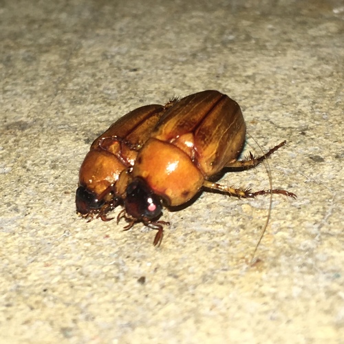 Southern Masked Chafer photo 6