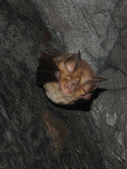 Rhinolophus euryale