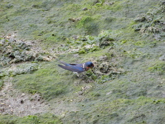 Hirundo rustica