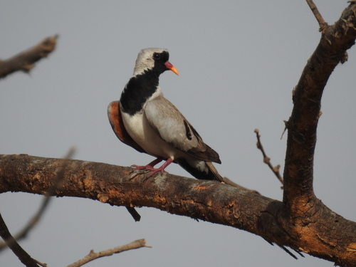 Tórtola rabilarga (Oena capensis)
