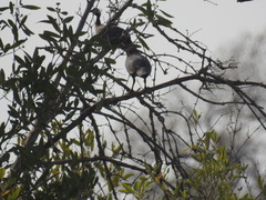 Numida meleagris galeatus