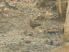 Ptilopachus petrosus