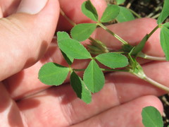 Trifolium pinetorum
