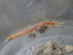 Scolopocryptops gracilis