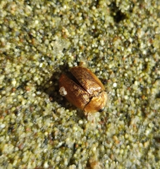 Hypocassida subferruginea