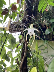 Brassavola cucullata
