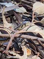Pituophis catenifer pumilus