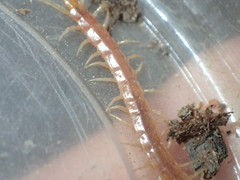 Scolopocryptops gracilis