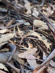 Pituophis catenifer pumilus
