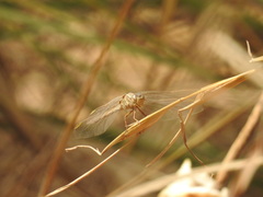 Hemistigma albipunctum