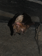 Rhinolophus euryale