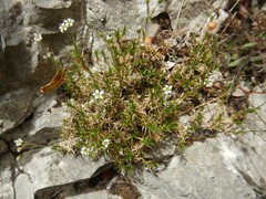 Cherleria biflora