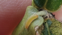 Chiomara asychis