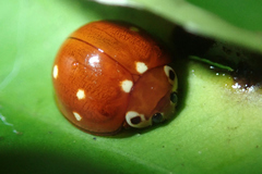 Cirocolla conspicillata