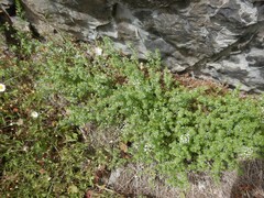 Galium humifusum