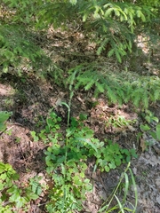 Dactylis glomerata lobata