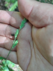 Dactylis glomerata lobata