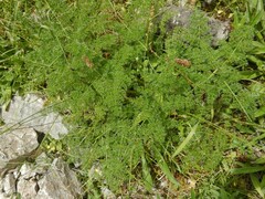 Ferulago galbanifera