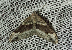 Xanthorhoe defensaria