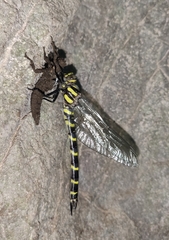 Cordulegaster bidentata