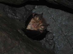 Rhinolophus euryale