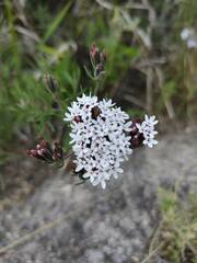 Stevia achalensis