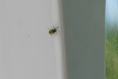 Hedriodiscus trivittatus