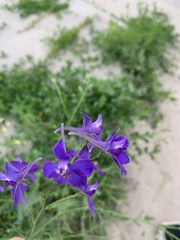 Delphinium consolida