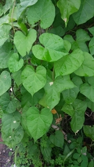 Ipomoea alba